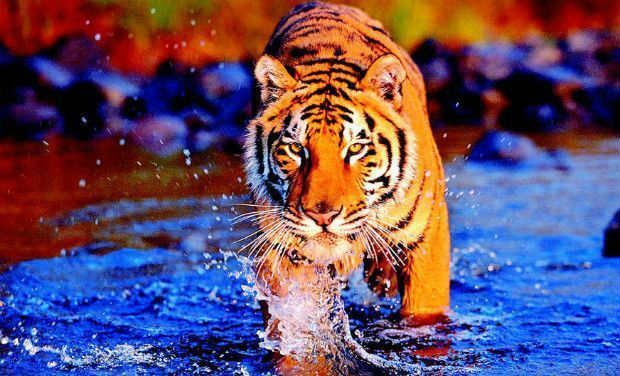 Tiger corridors face 'land' roadblock