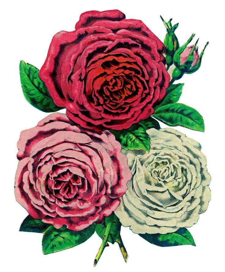 Vintage Roses From The Graphic Fairy | Vintage Imagery/Clip Art | Pin…