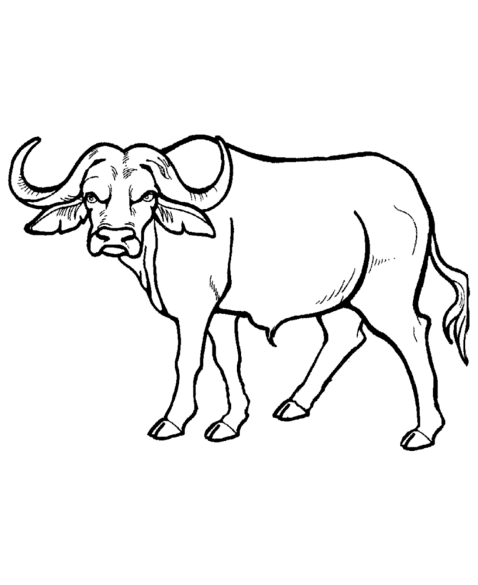 Wild Animal Coloring Pages | African Buffalo Coloring Page and ...