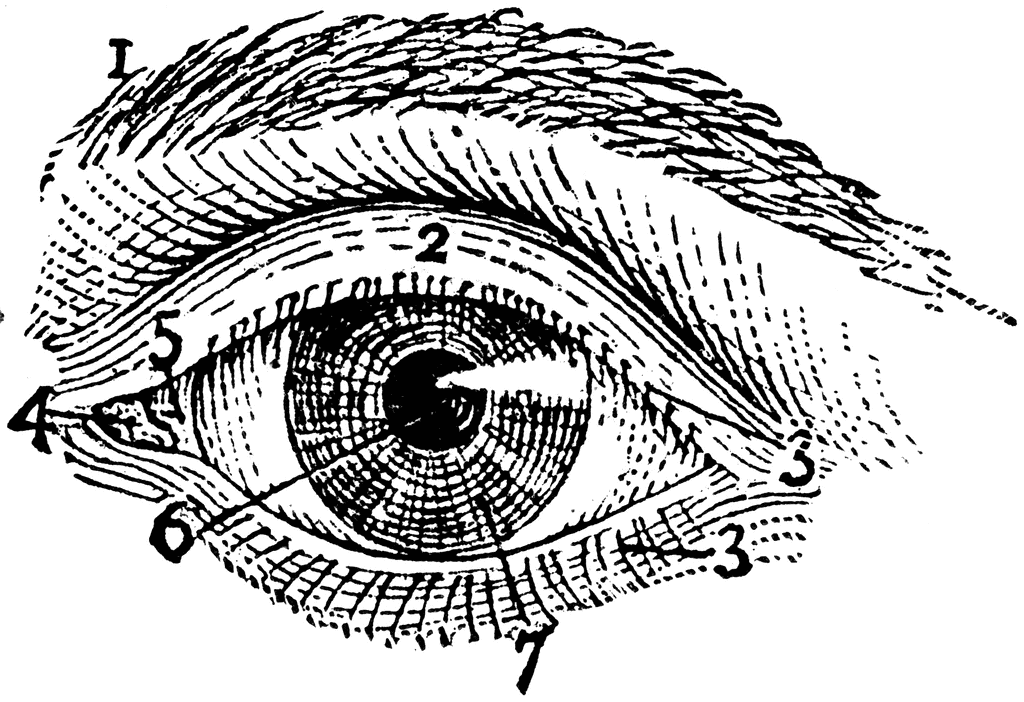 Exterior of Left Human Eye | ClipArt ETC