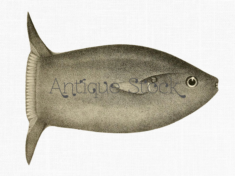 Fish Image Smooth Sunfish Illustration by AntiqueStock on Etsy