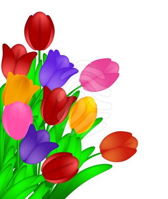 Bunch of Colorful Tulips Flowers Isolated on White Background ...