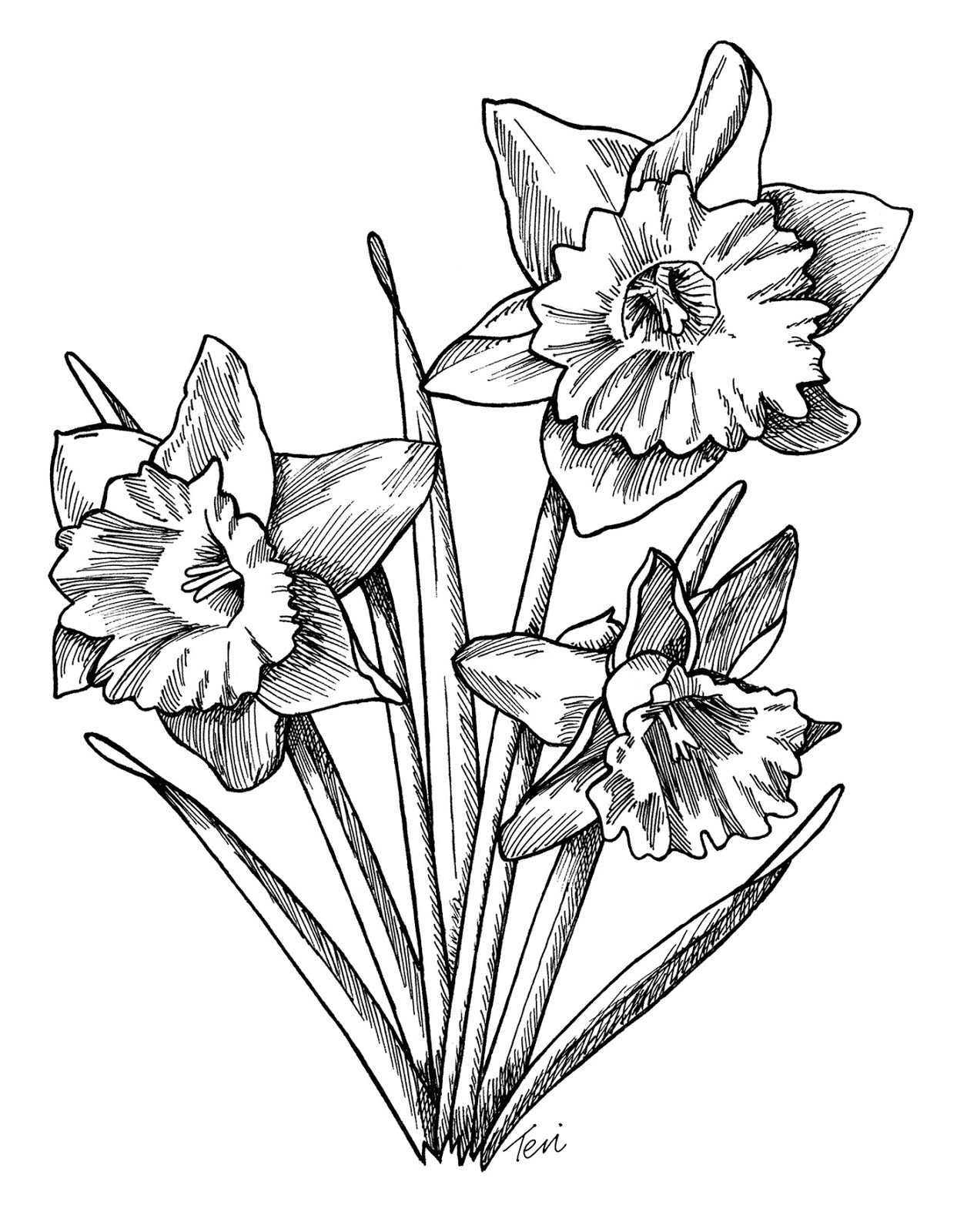 Drawings Of Daffodils - Cliparts.co