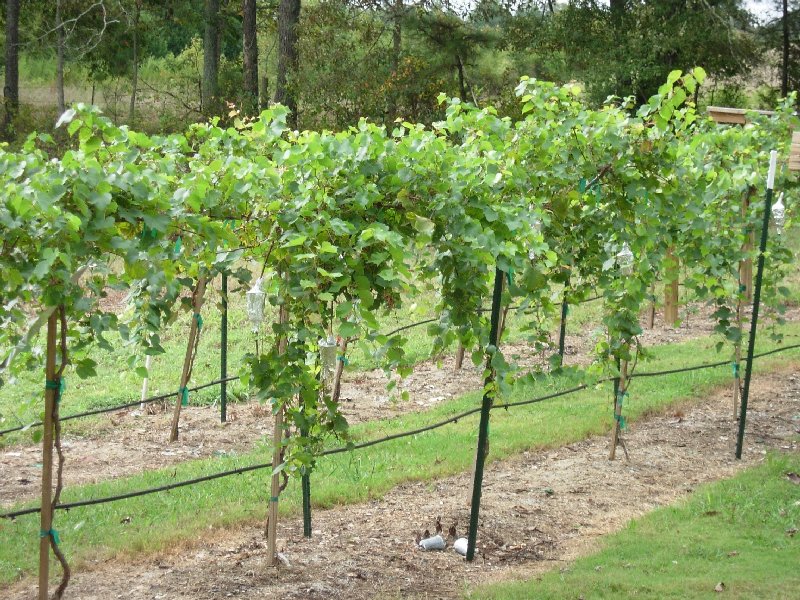 GRAPE VINES AND MORE | DALTON, GA 30721