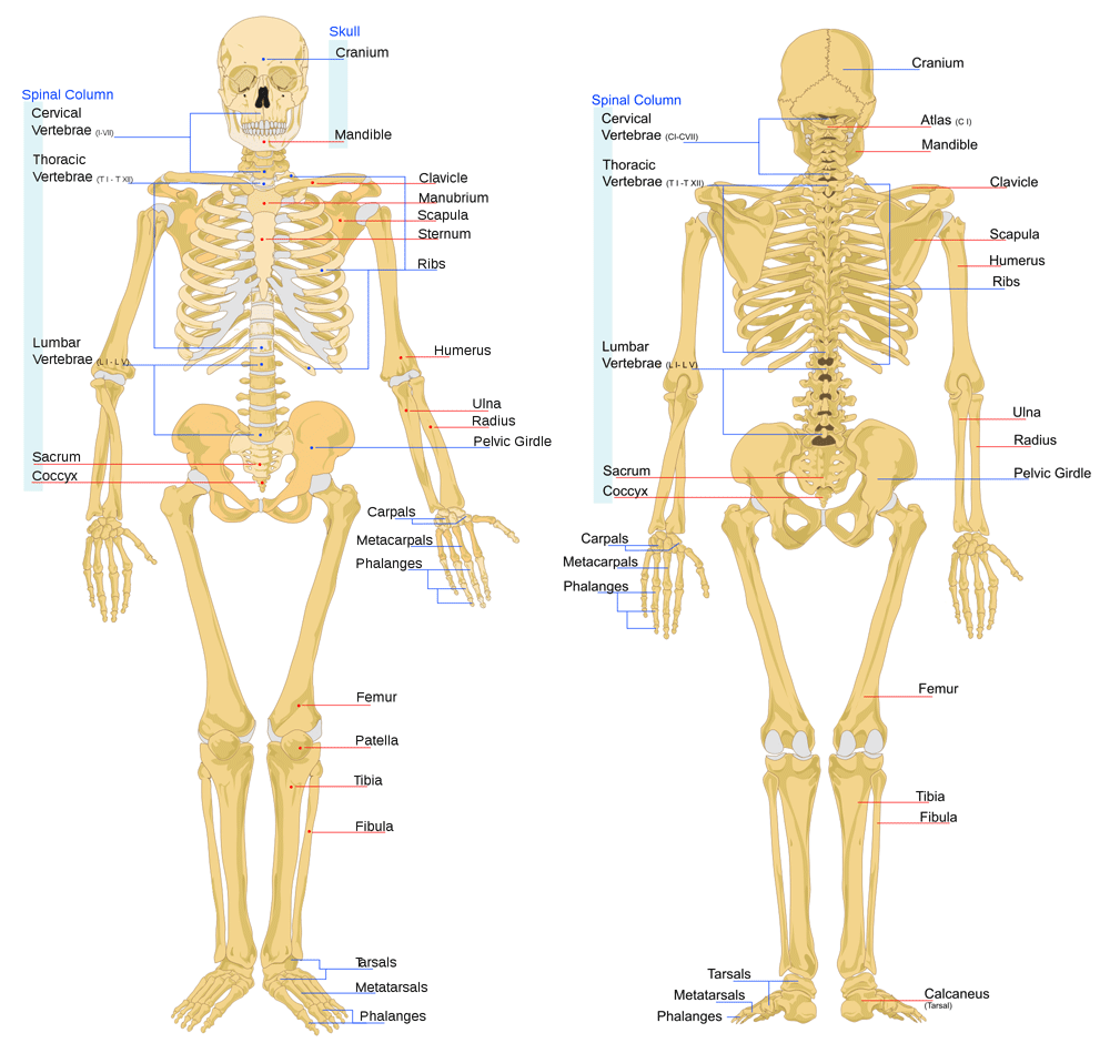 Bone Anatomy | ASU - Ask A Biologist