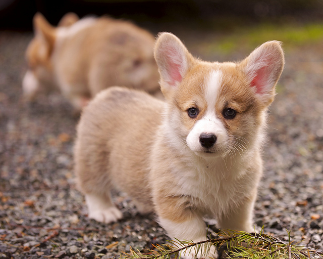 10 Cutest Puppy Dog Breeds: What Dogs Have Cutest Pups?