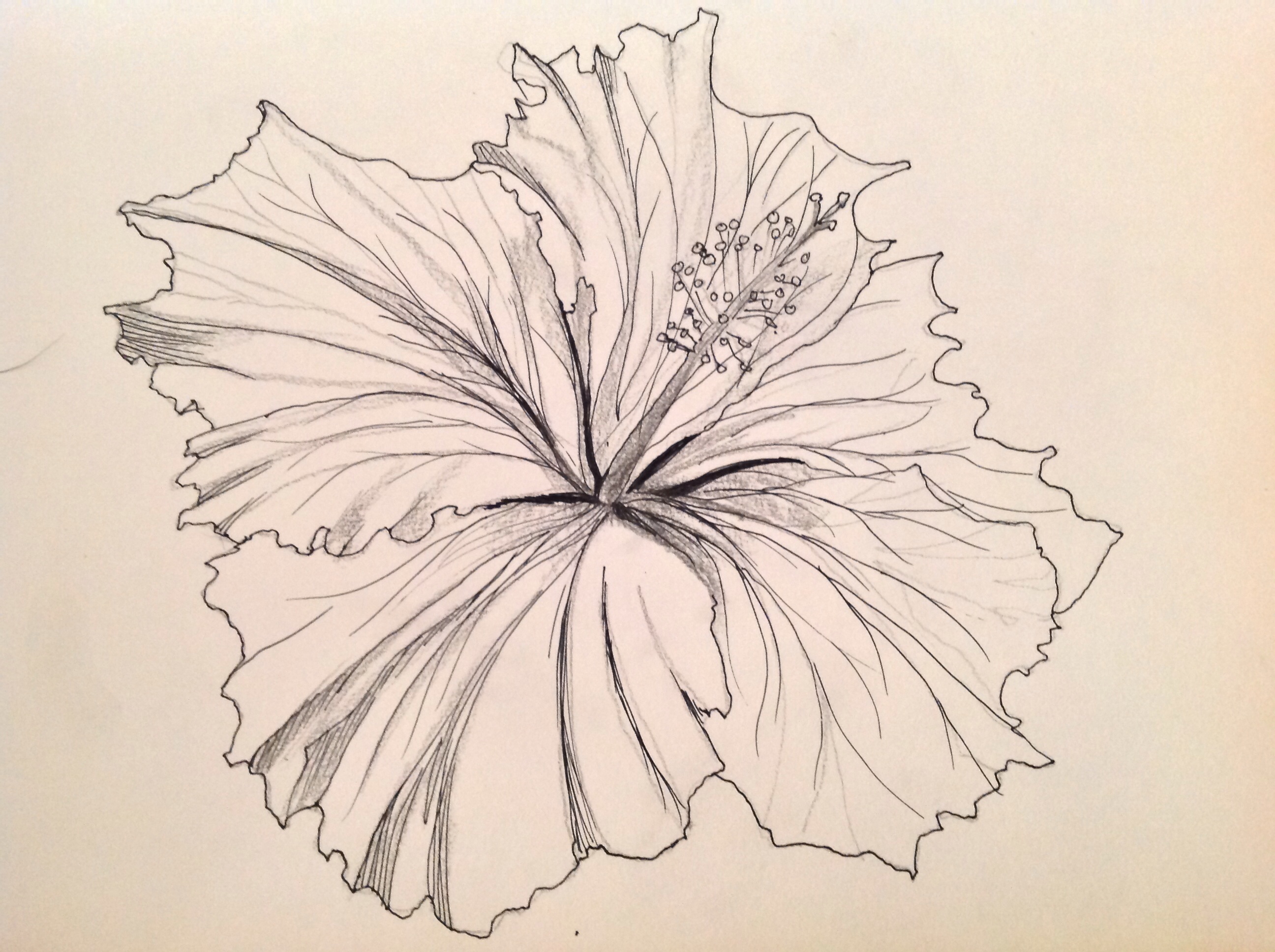 Hibiscus Drawing Cliparts.co