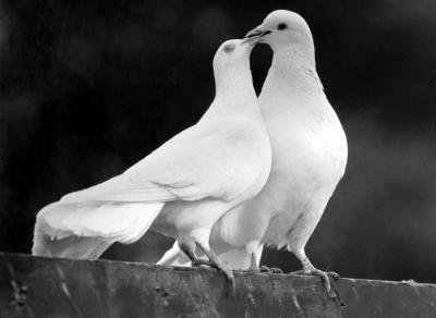 Two-White-Doves-Love-New- ...