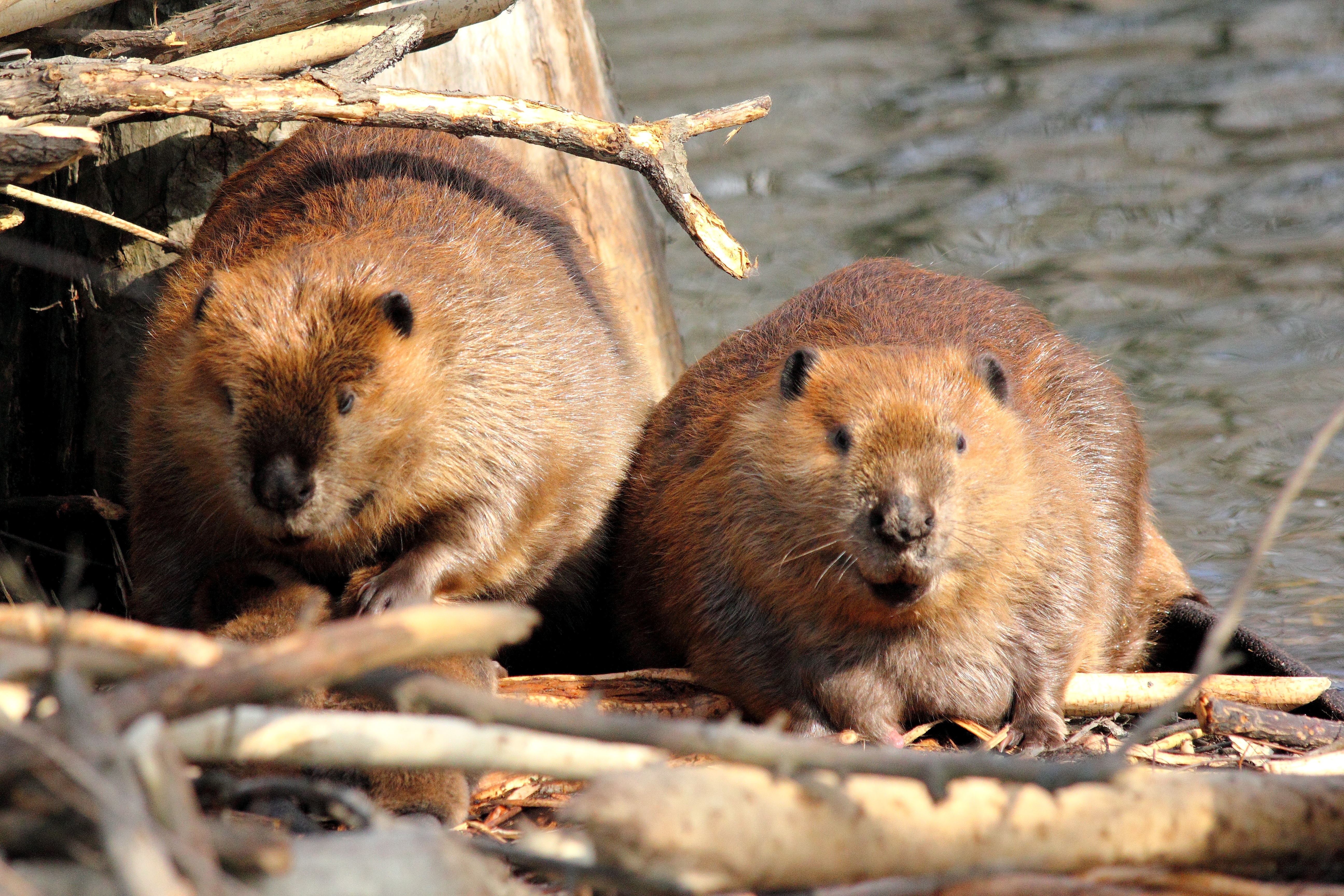 Beaver Butts Emit Goo Used for Flavoring | Mollie Bloudoff-Indelicato