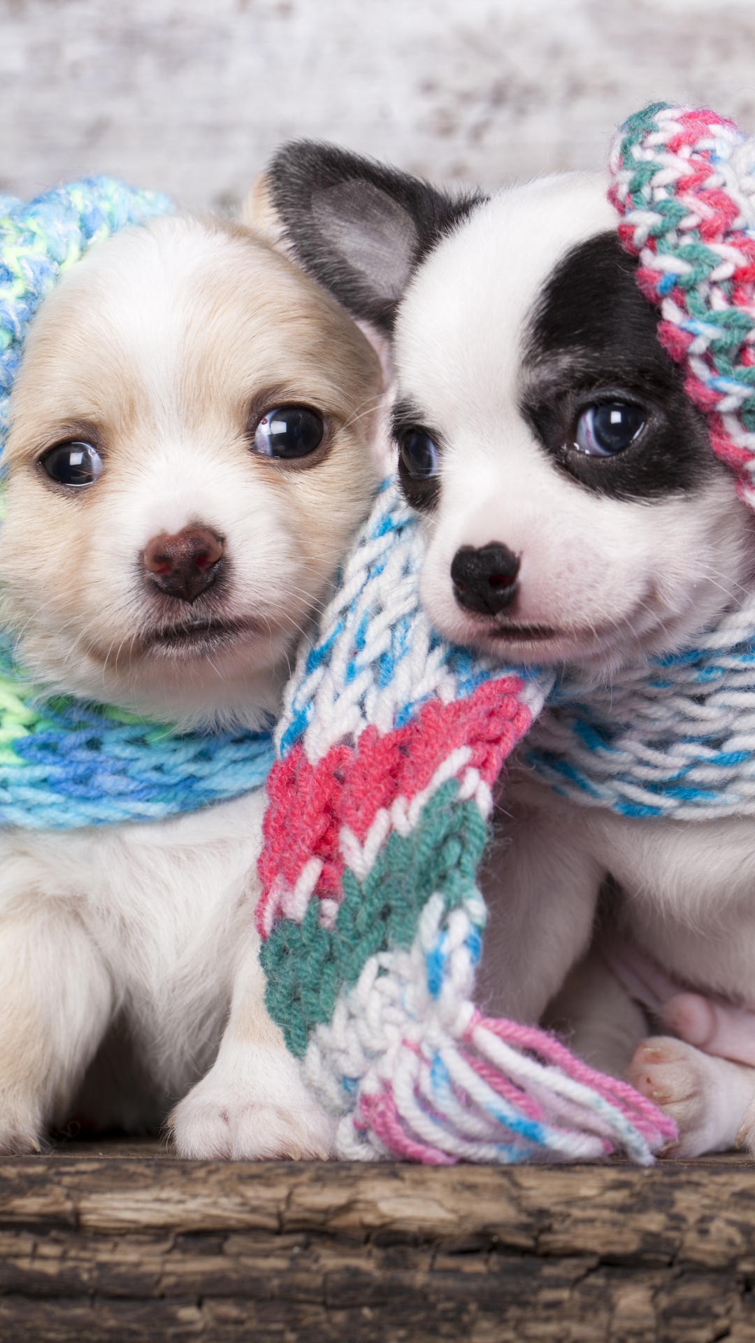 Cute Scarf Puppy Dog Couple iPhone 6 Wallpaper Download | iPhone ...