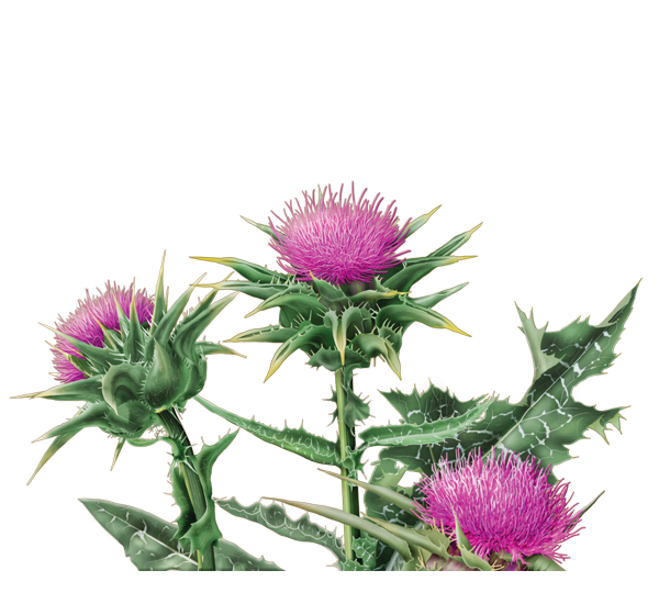 Milk Thistle Herbal Supplement - Herbal Teas