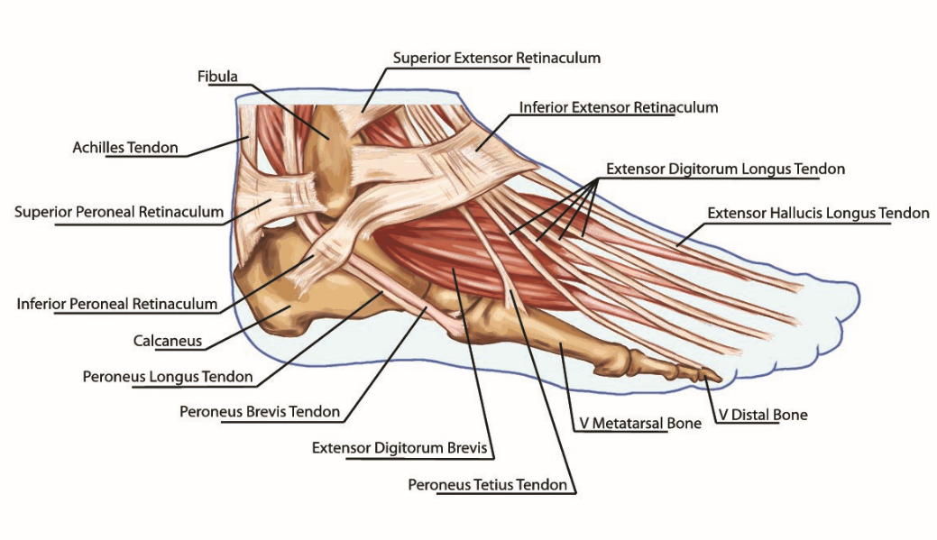 Foot and Ankle Injury, sprained ankle guide