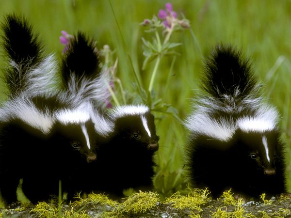 Skunks, Skunk Pictures, Skunk Facts - National Geographic