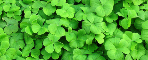 clovers_feat.png