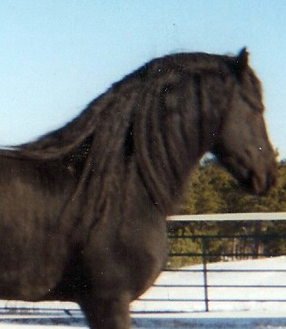 HORSES Health - Black / Dark brown Horses | For The Outdoor ...