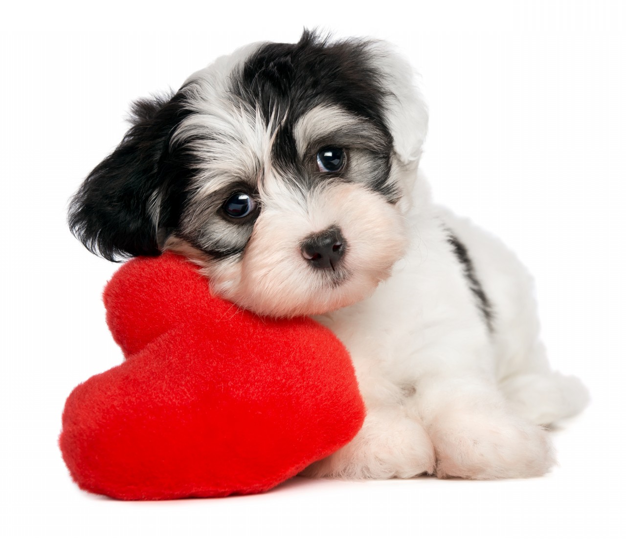 Havanese dog with big heart photo and wallpaper. Beautiful ...