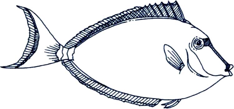 School Of Fish Drawing | Clipart Panda - Free Clipart Images