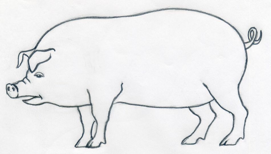 Pig Drawing | DrawingSomeone.com