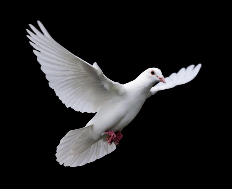 White Doves of Nashville | Nashville, TN