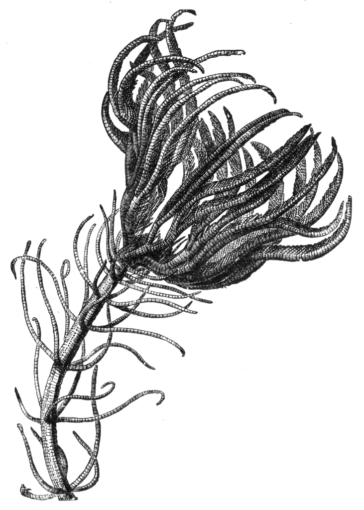 Sea Lily | ClipArt ETC