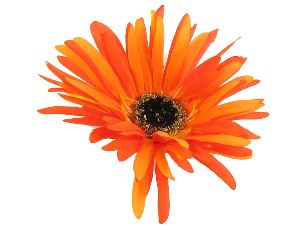 Flame Orange Wild Gerbera Daisy | Shop Hobby Lobby