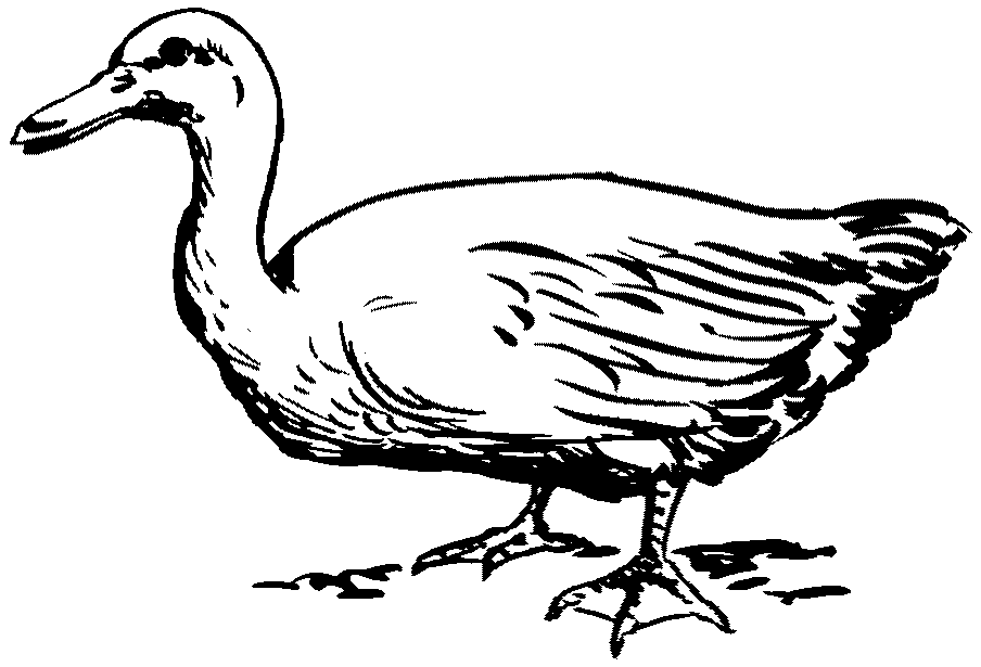 Lugungu Dictionary » Search Results » duck; domestic bird that ...