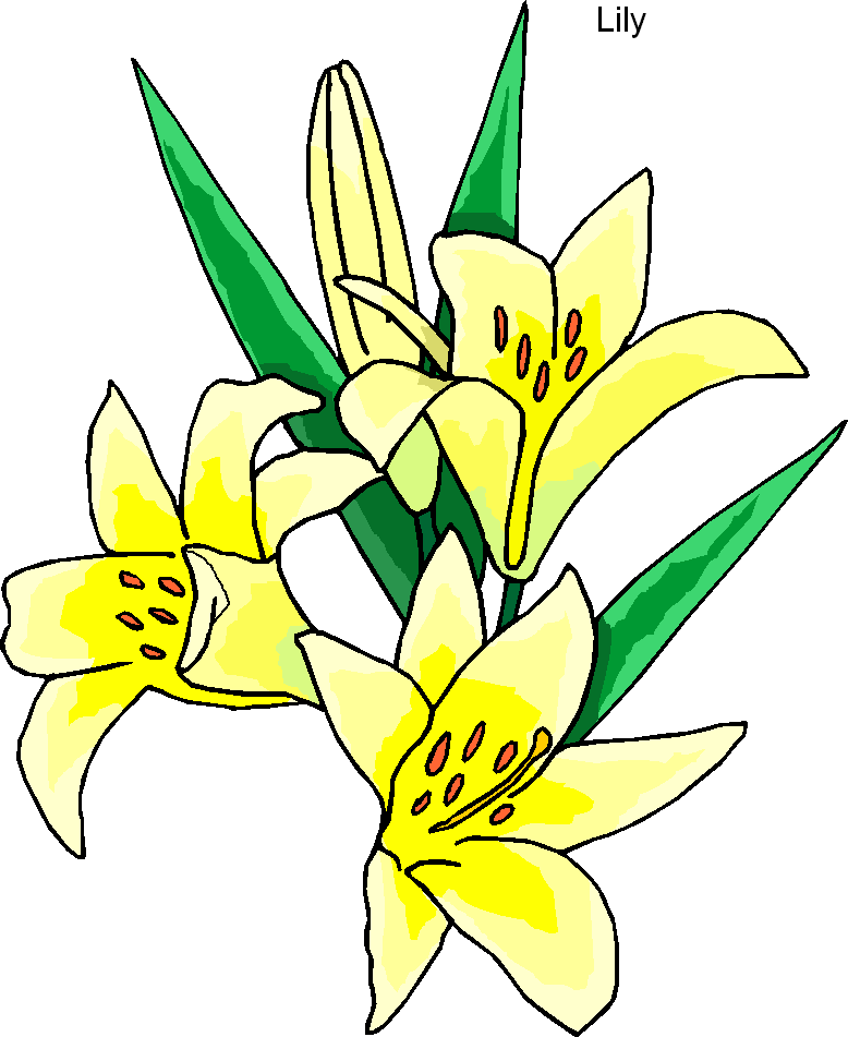 Lily Flower Clip Art - ClipArt Best