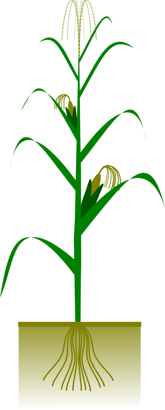 Free to Use & Public Domain Plants Clip Art - Page 23