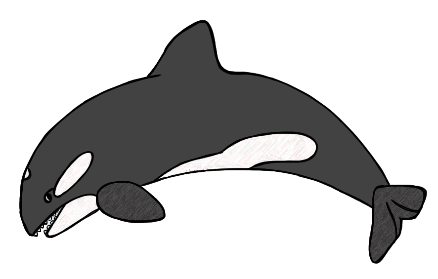 Killer Whale Clip Art