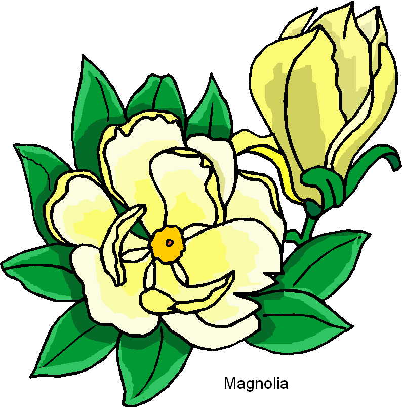Magnolia Flower Clip Art