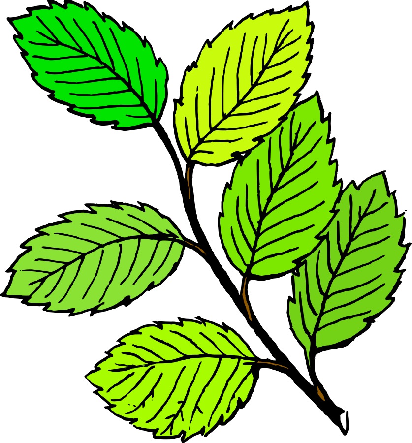 Autumn leaves on branch SVG Vector file, vector clip art svg file ...