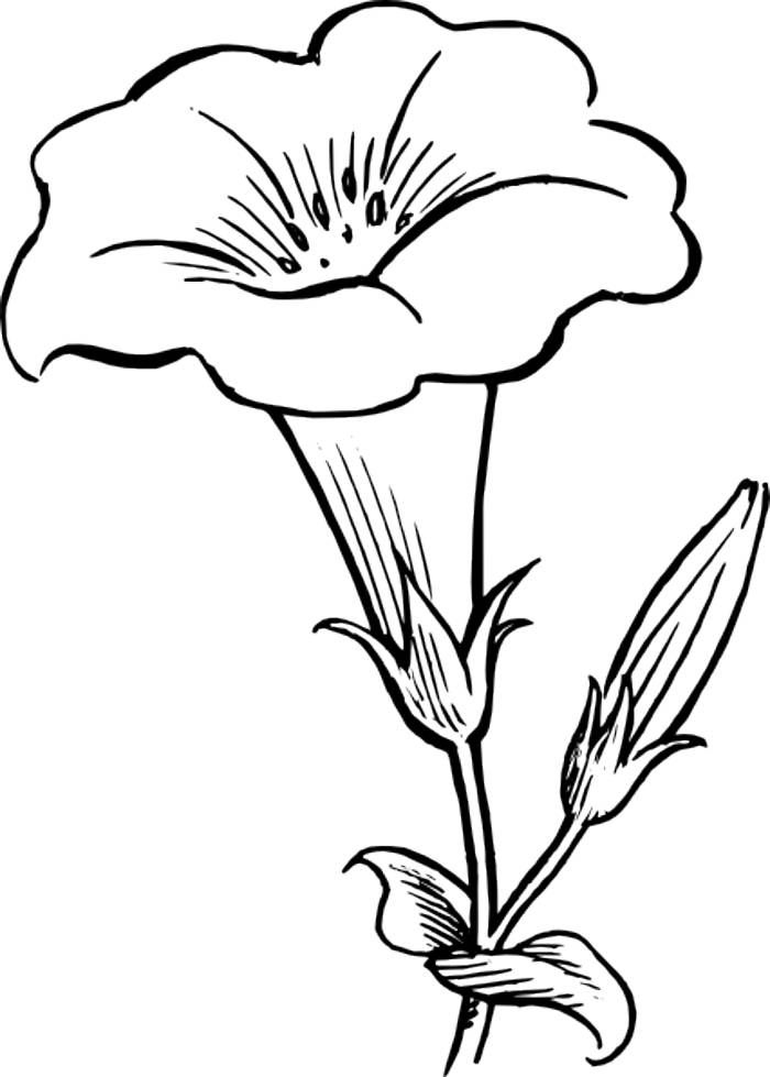 Flowers Clip Art Outline Download Page – All About Trees, Flowers ...