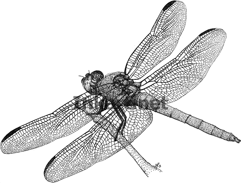 Roseate Skimmer Dragonfly (Orthemis ferruginea) Line Art and Full ...