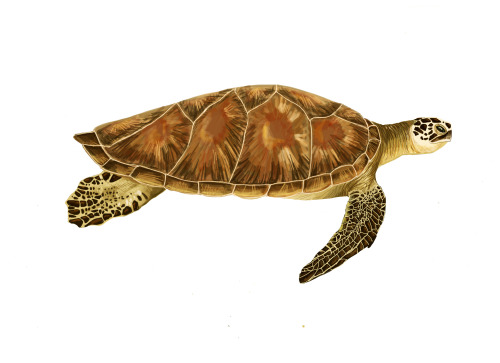 Scientific Illustrattion Of Image Of A Sea Turtle - Cliparts.co