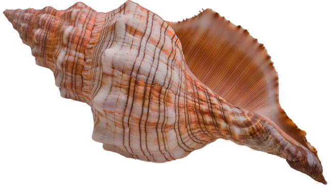 shell.jpg