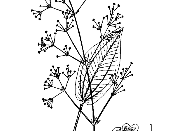 Sagebud | Grow Your Garden | Plant a Tree | Pot a Flower | Sow a Seed