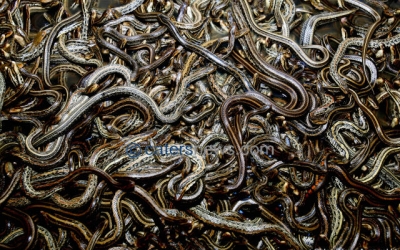 Snake Farm - Caters News Agency