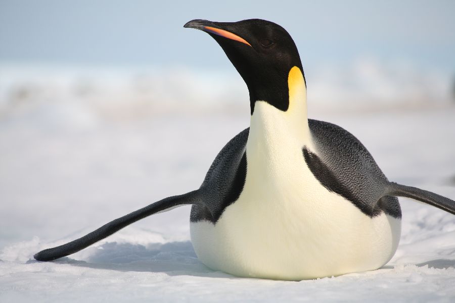 Emperor Penguins