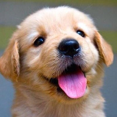 Cutest Puppies (@CutestPuppiess) | Twitter