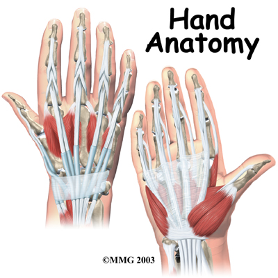 Hand Anatomy | eOrthopod.com