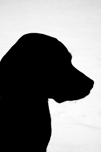 Emma's Silhouette | Flickr - Photo Sharing!