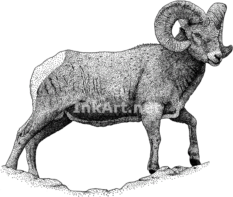 Rocky Mountain Bighorn Sheep Stock Art Illustration