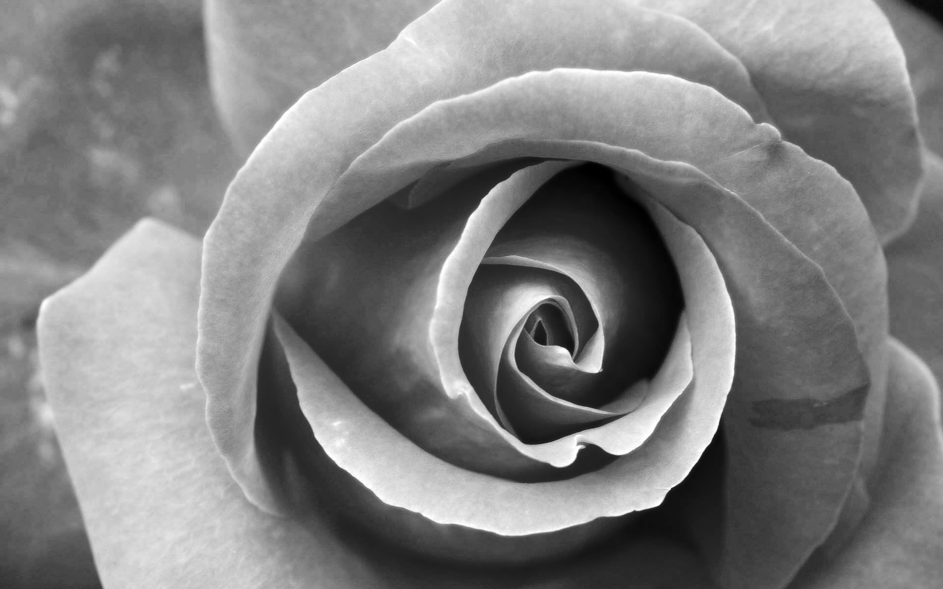 Images Roses Black White - HD Photos Gallery