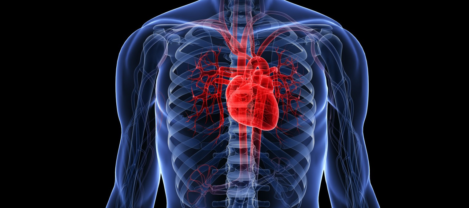 Human Heart Facts - Like A Boss