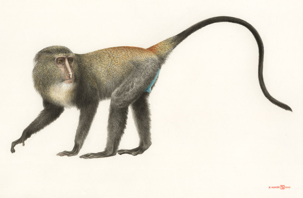 New Monkey Discovered in the Congo | National Geographic (blogs)