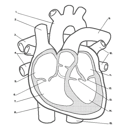 Using Simple Heart Diagram: Learning Medium For Kids ...