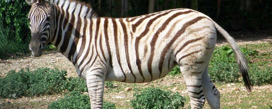 zoo animals zebra :: Dickerson Park Zoo