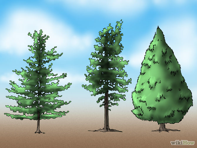 3 Cara untuk Menanam Pohon Pinus - wikiHow