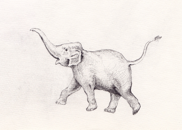 Baby Elephant Drawing - Gallery