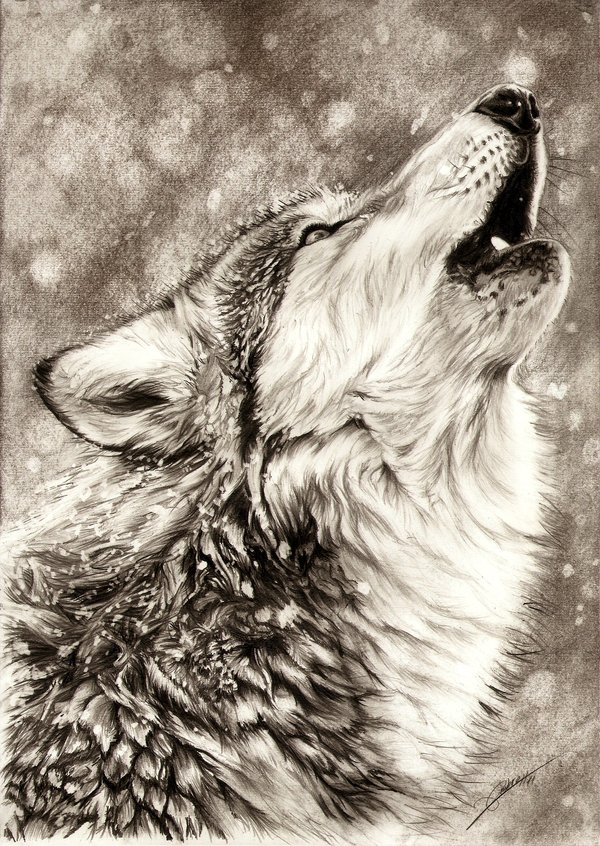 Howling Wolf Drawing | DrawingSomeone.com
